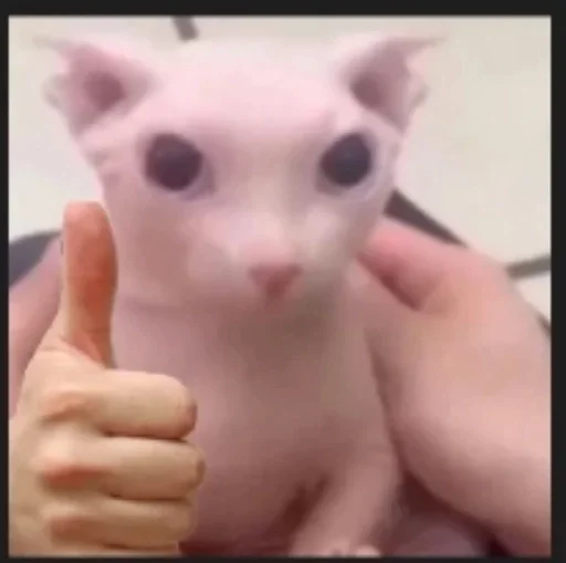 small to medium-sized cats domestic cat cat