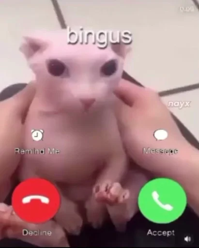 text small to medium-sized cats mammal