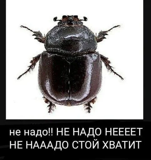 animal invertebrate text