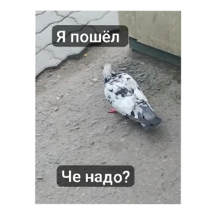 Стикер Г. В. К. З. - 9