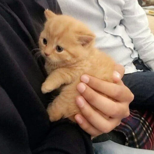 Sticker Rizikoti - 1