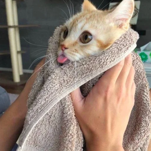 Стикер Rizikoti - 1