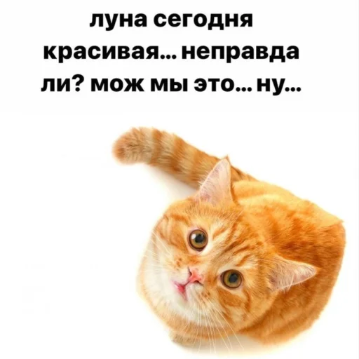 Sticker Rizikoti - 1