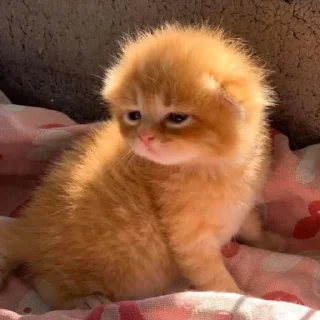 Стикер Рыжи - 2