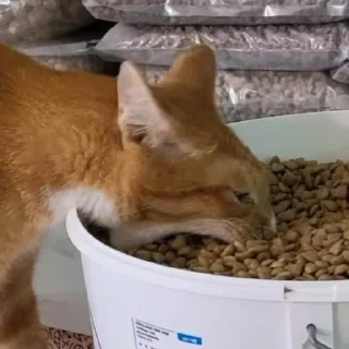 Стикер Рыжи - 11