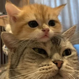 Стикер Рыжи - 5