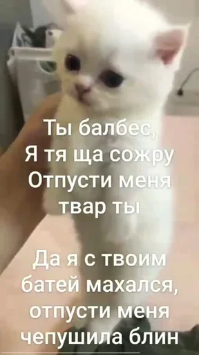 Sticker RjDNDMtQ_by_stickers_stealer_bot - 1