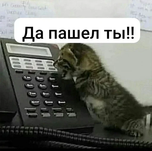 Sticker RjDNDMtQ_by_stickers_stealer_bot - 1