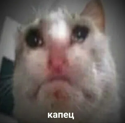 mammal animal domestic cat