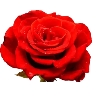 Стикер Rnv_MqXIFe - 2