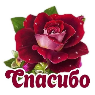 Стикер Rnv_MqXIFe - 11