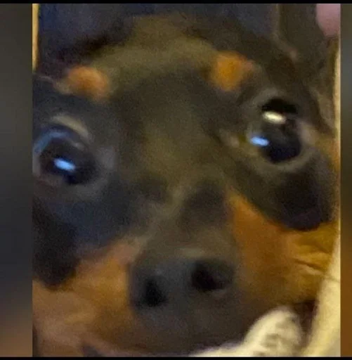 Стикер Роберт в супер маси :: @fStikBot - 1