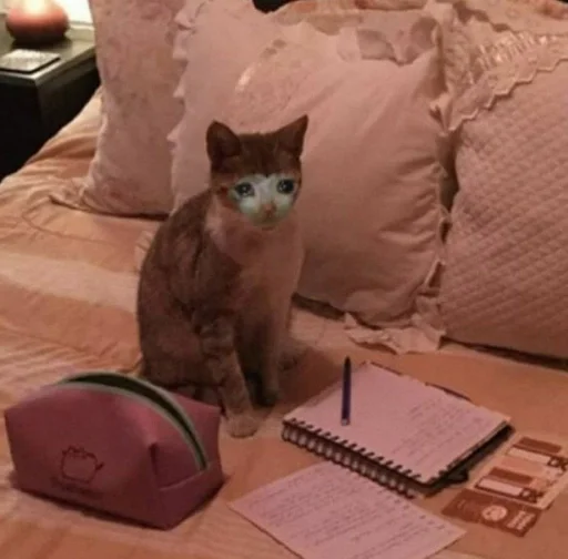 комнатный кошки малого и среднего размера кошачьи