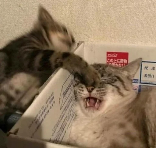 кошачьи кошки малого и среднего размера комнатный