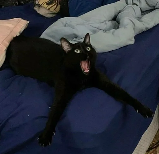 кошка млекопитающее комнатный