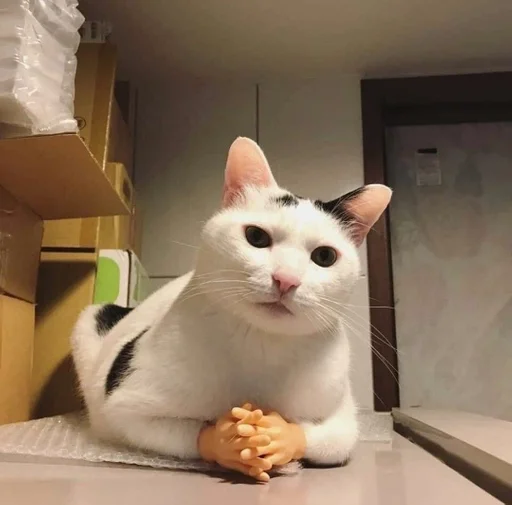 indoor mammal small to medium-sized cats