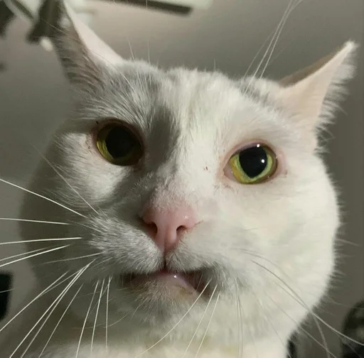 млекопитающее животное кошка