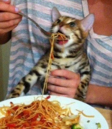 Человек кошка пища