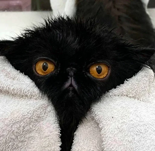 животное мех кошки малого и среднего размера