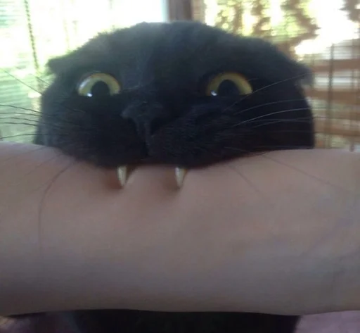 млекопитающее животное кошки малого и среднего размера