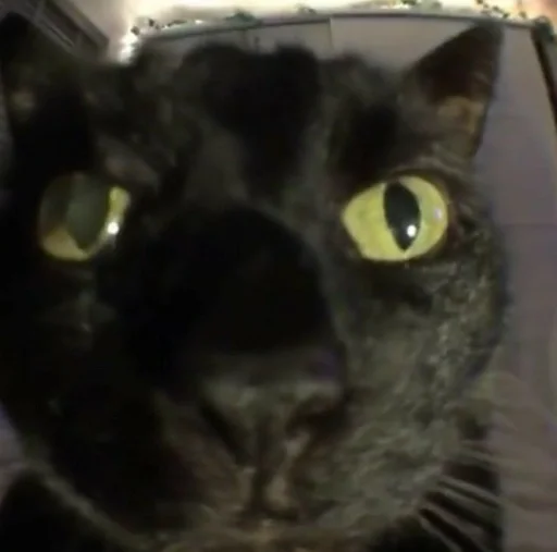 кошки малого и среднего размера млекопитающее животное