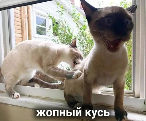 животное млекопитающее кошка