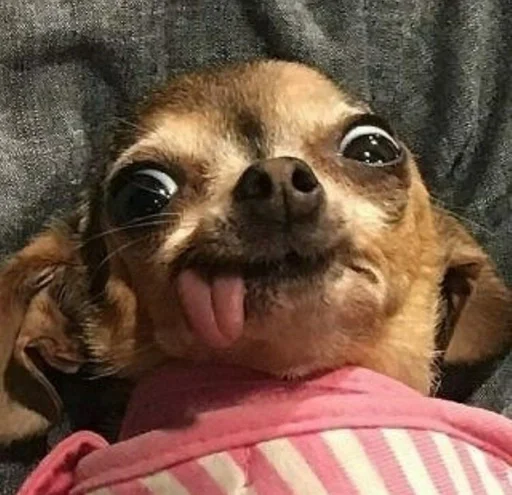 животное порода собак млекопитающее