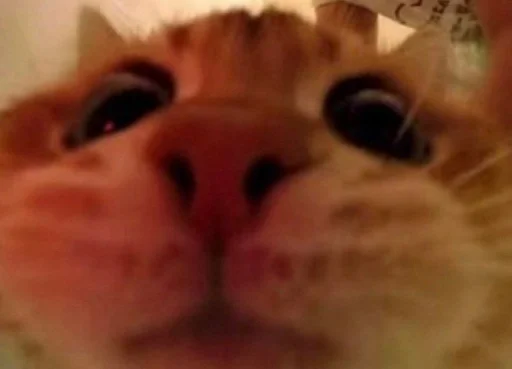 млекопитающее животное кошка