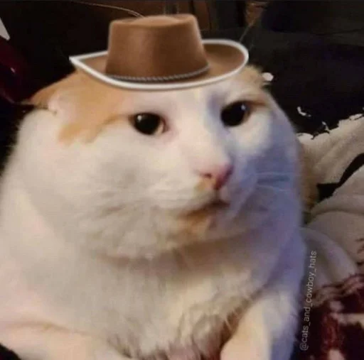 комнатный кошки малого и среднего размера Белый