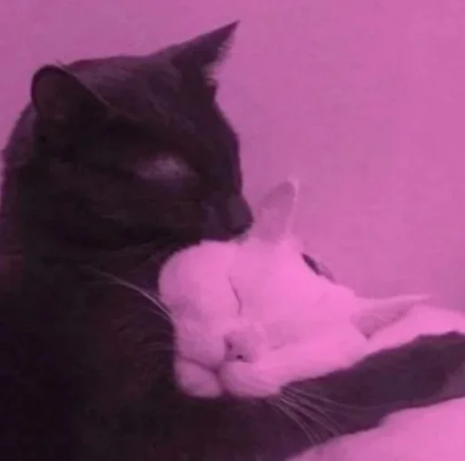 mammal animal small to medium-sized cats