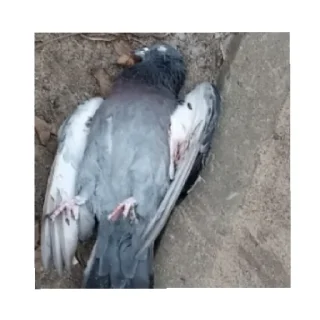 Стикер Рома!?!??!??!?!?!??!?!! - 1