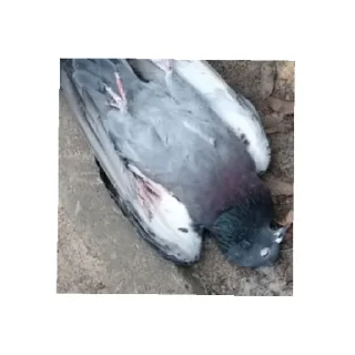 Стикер Рома!?!??!??!?!?!??!?!! - 2