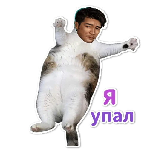 животное мех домашняя кошка