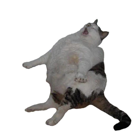 Sticker Romkaotp - 1