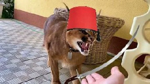 Стикер Шлёпа :: @fStikBot - 2