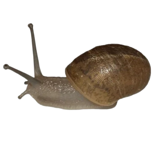 лягушачьи тропки тгк: @roomwitch - 