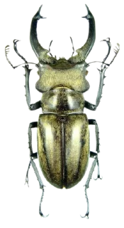 Sticker лягушачьи тропки тгк: @roomwitch - 6