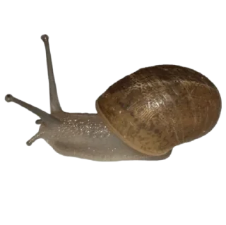 Sticker лягушачьи тропки тгк: @roomwitch - 11