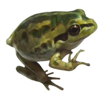 Sticker лягушачьи тропки тгк: @roomwitch - 2