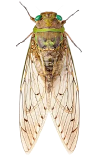 Sticker лягушачьи тропки тгк: @roomwitch - 0