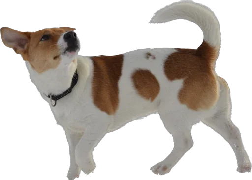 Sticker Roorrrberrr - 1