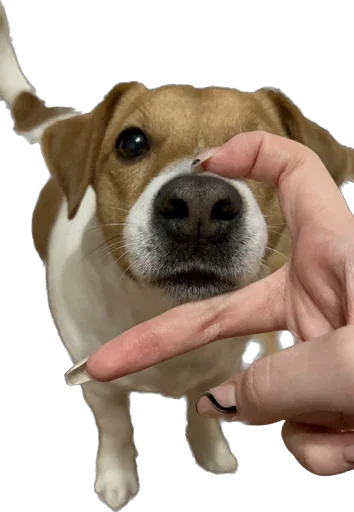 Sticker Roorrrberrr - 1