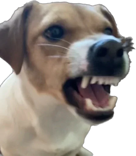 Sticker Roorrrberrr - 1