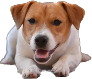 Стикер RockkkyBerrrta - 5