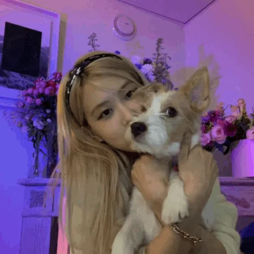 комнатный домашнее животное стена