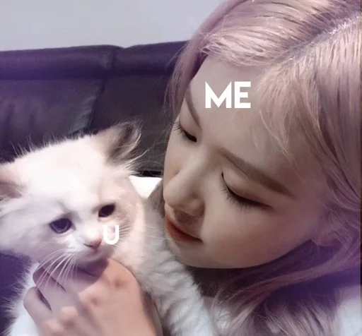 млекопитающее Человек кошка