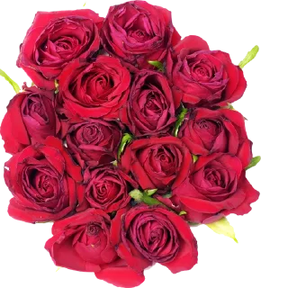 Sticker @al_mayameen14 - 1