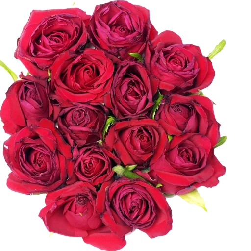 Sticker Roses_al_mayameen14 - 1