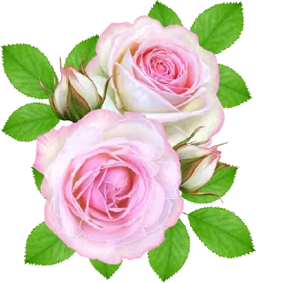 Sticker @al_mayameen14 - 11