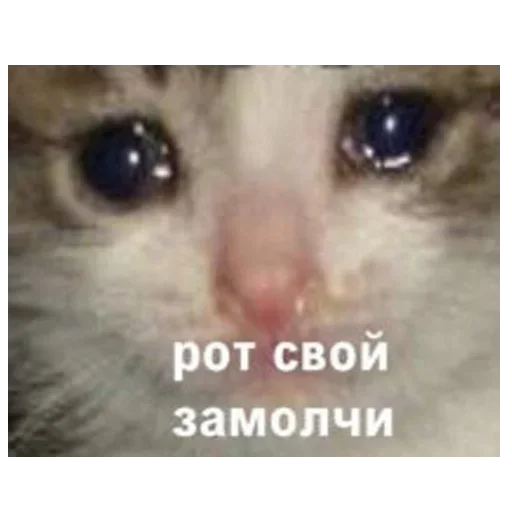 млекопитающее животное СМС